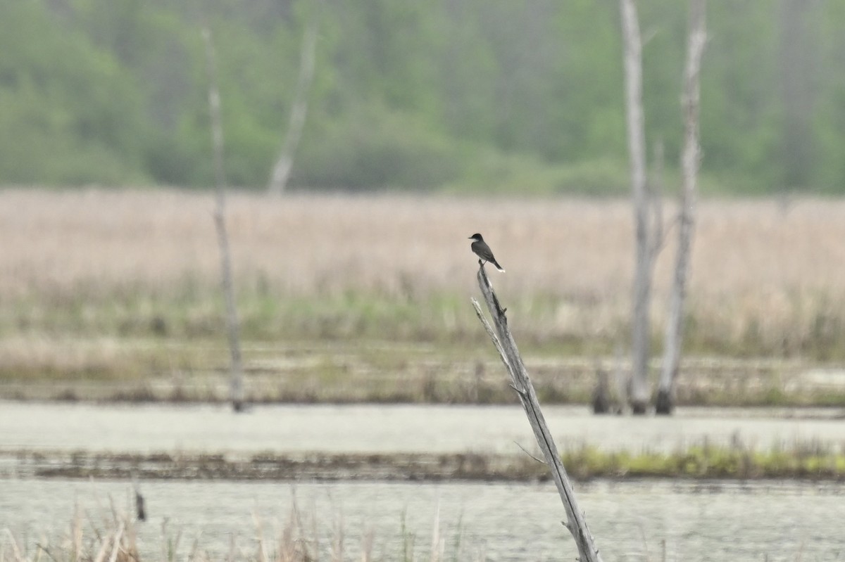 Eastern Kingbird - france dallaire