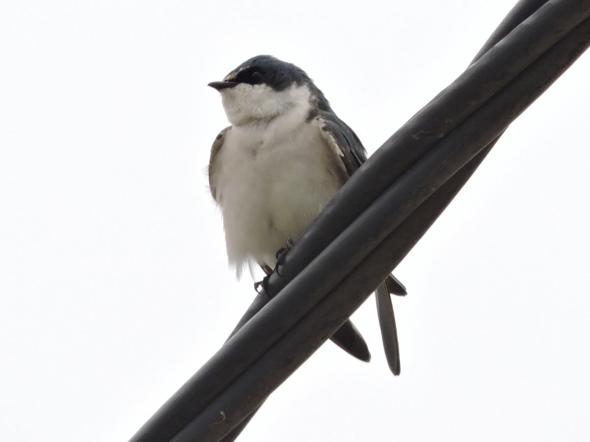 White-rumped Swallow - Más Aves