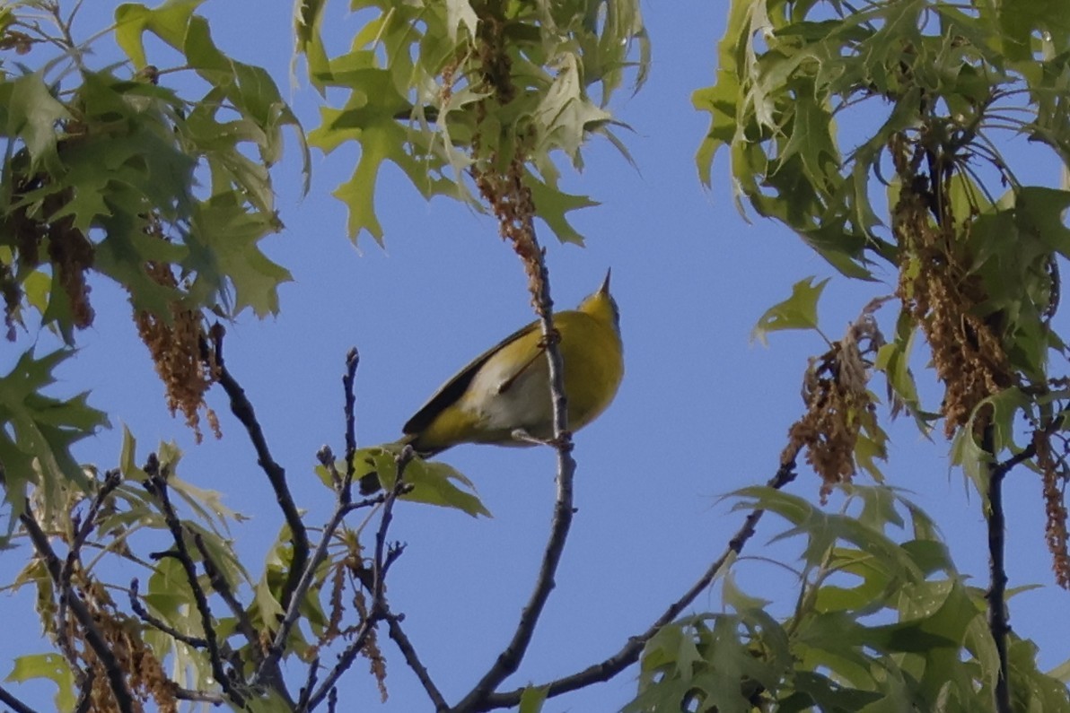 Nashville Warbler - Mathieu Soetens