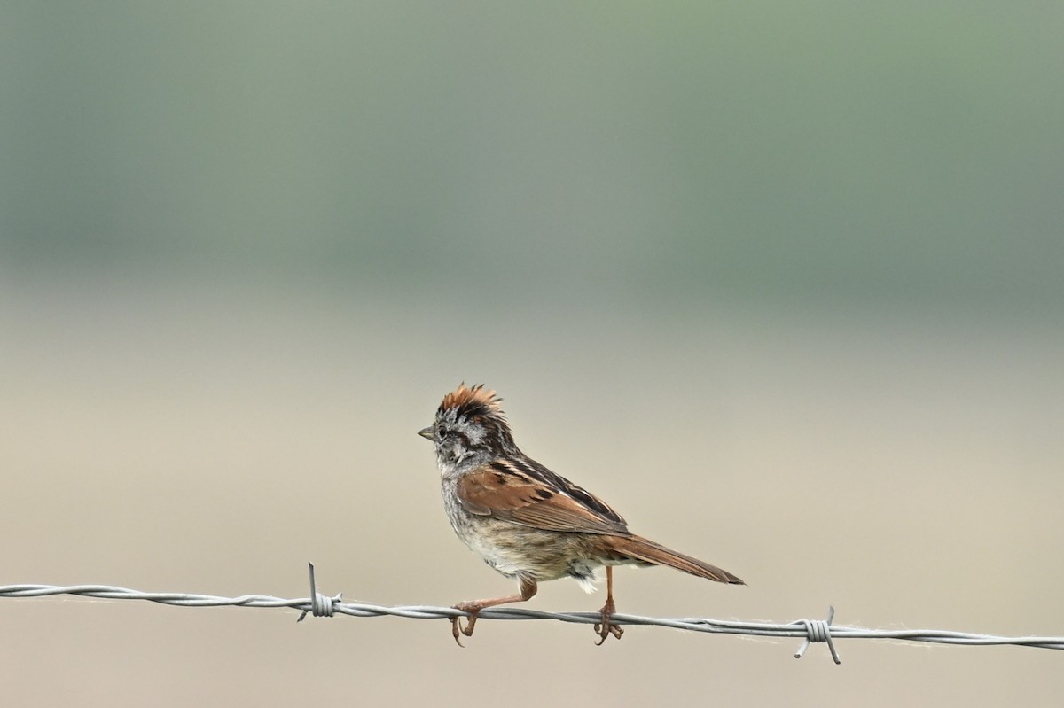 Swamp Sparrow - france dallaire