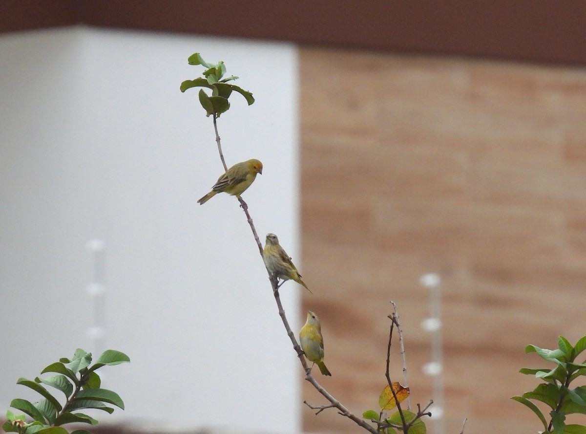 Saffron Finch - Rodrigo Quadros