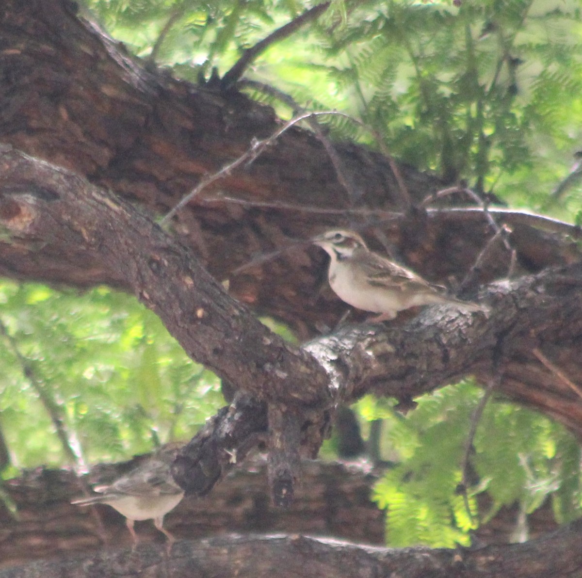 Lark Sparrow - Marsha Painter