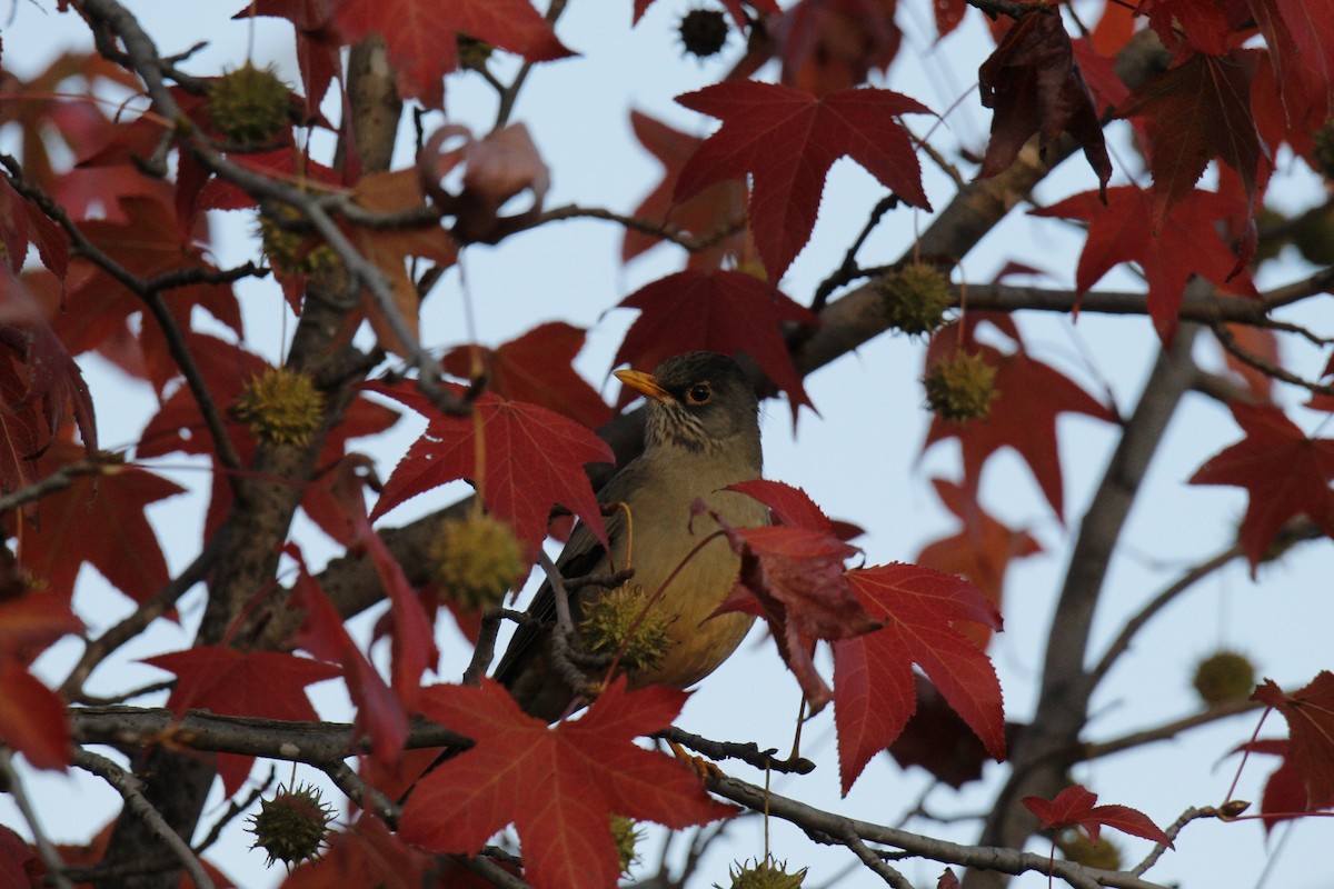 Austral Thrush - Patricio Gutierrez Lopez