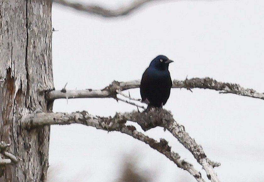 Rusty Blackbird - Charles Fitzpatrick