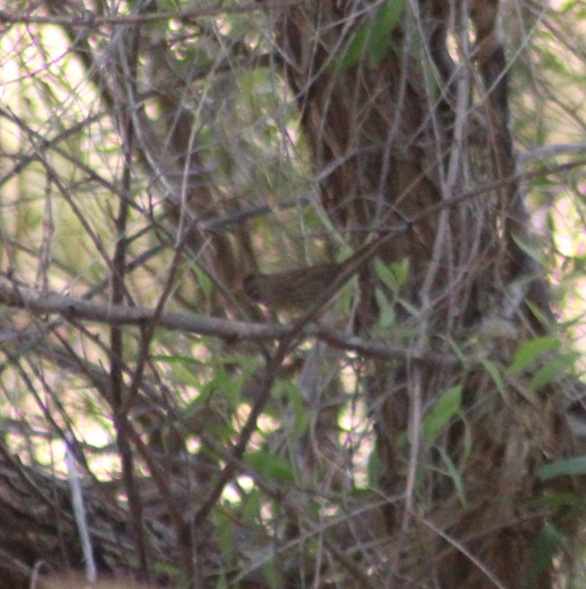 Passerellidae sp. (sparrow sp.) - ML619417123