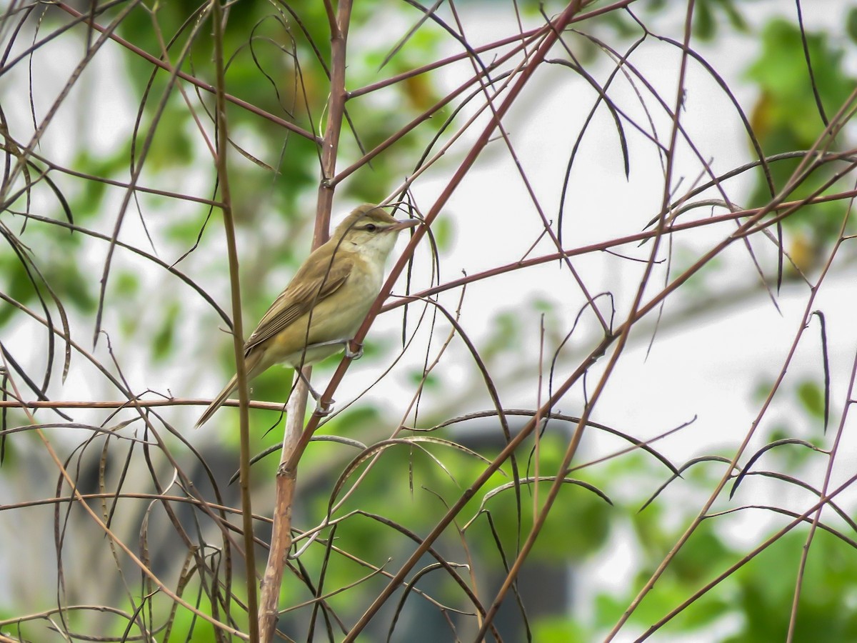 Oriental Reed Warbler - Falcon Cheng