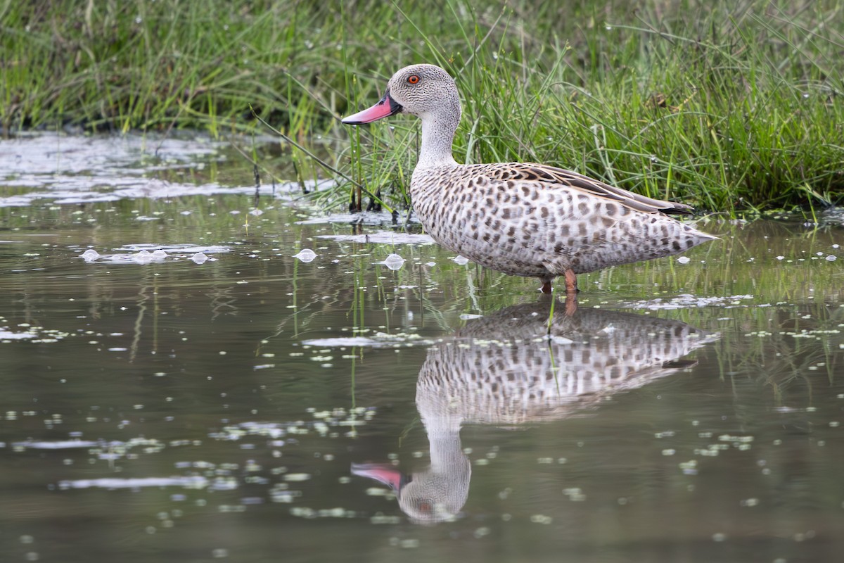 Canard du Cap - ML619417127