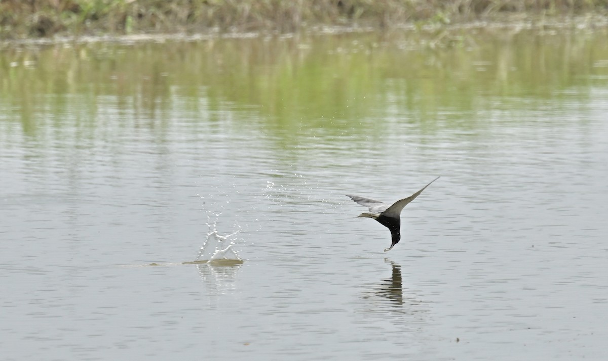 Black Tern - france dallaire
