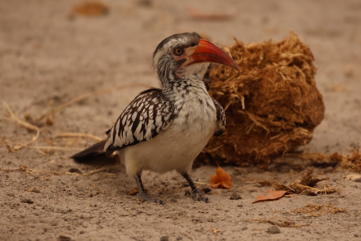 Southern Red-billed Hornbill - ML619417138