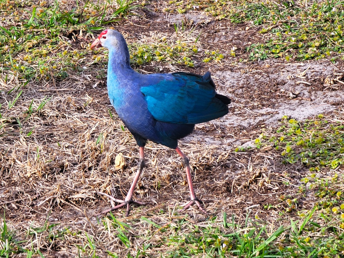 Gray-headed Swamphen - ami horowitz