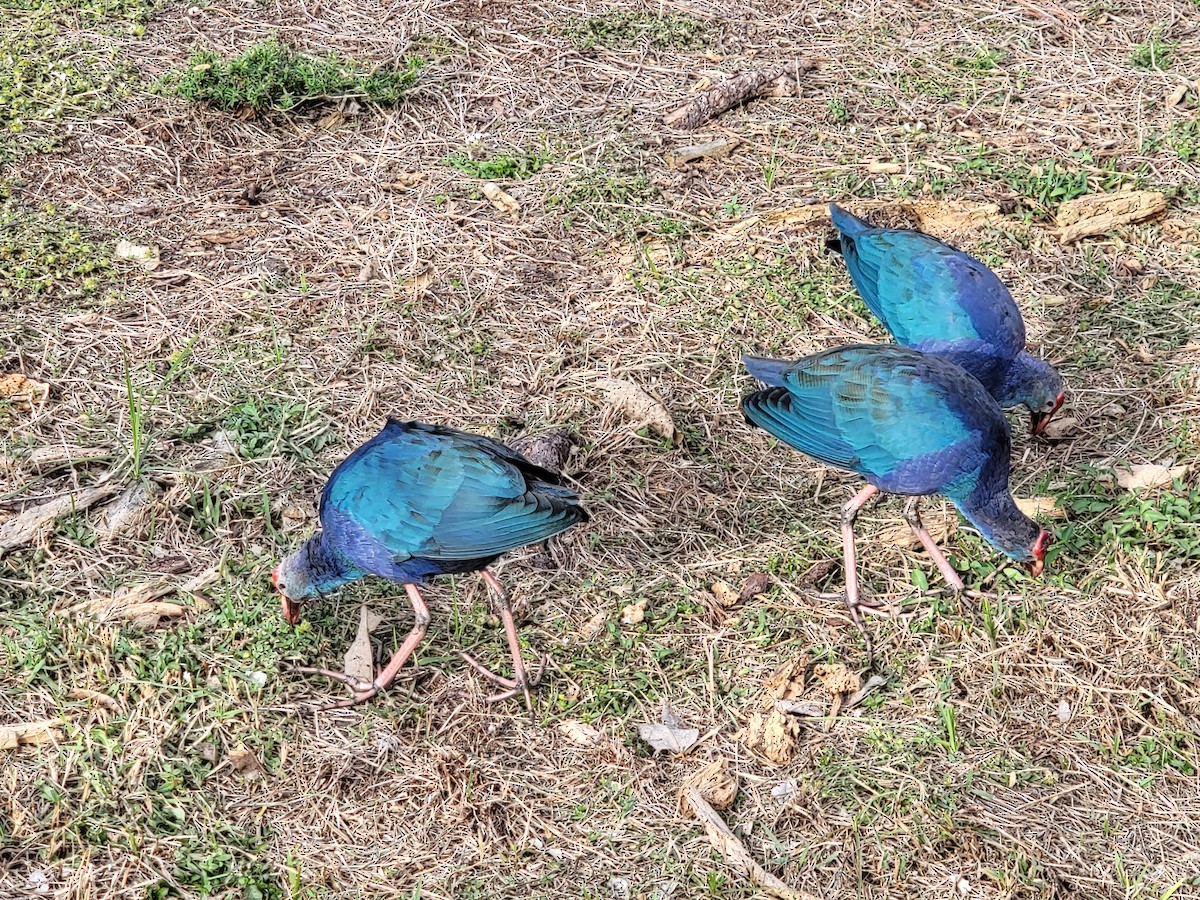 Gray-headed Swamphen - ami horowitz