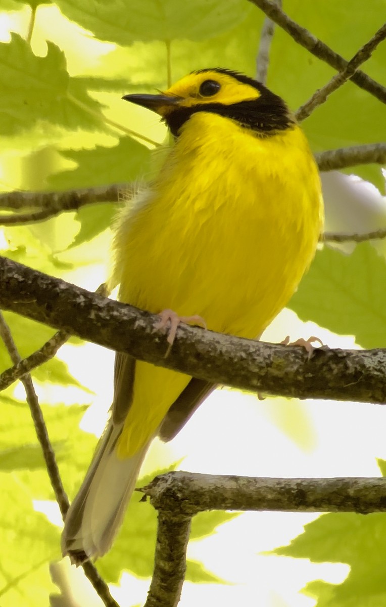 Hooded Warbler - Jeff Bouton