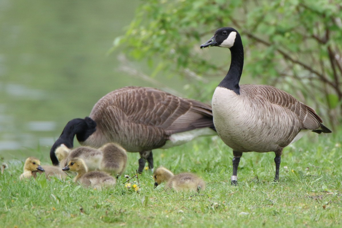 Canada Goose - Joe Baldwin