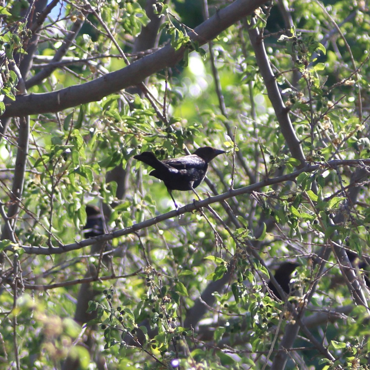 Brown-headed Cowbird - Marsha Painter