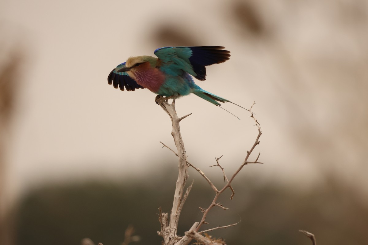 Lilac-breasted Roller - Ada Alden