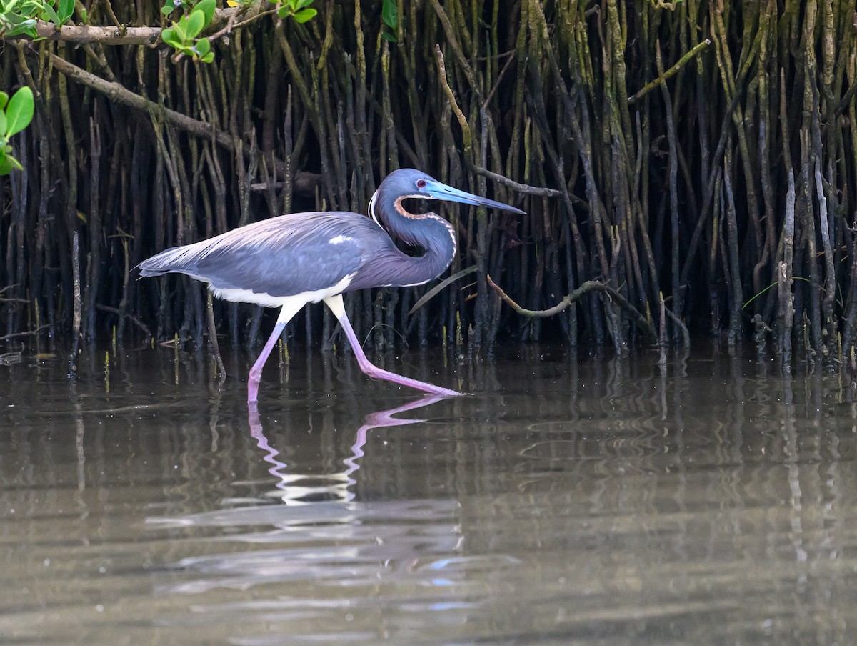 Tricolored Heron - Patti Koger