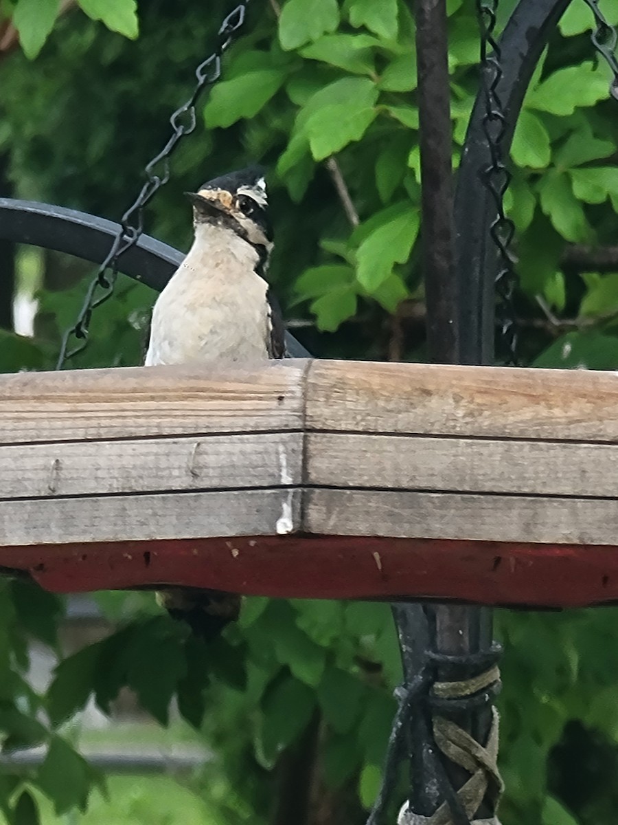 Downy Woodpecker - Scott Harp