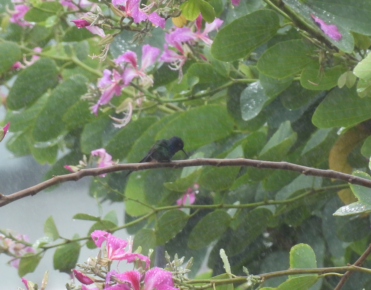 Swallow-tailed Hummingbird - Rodrigo Quadros