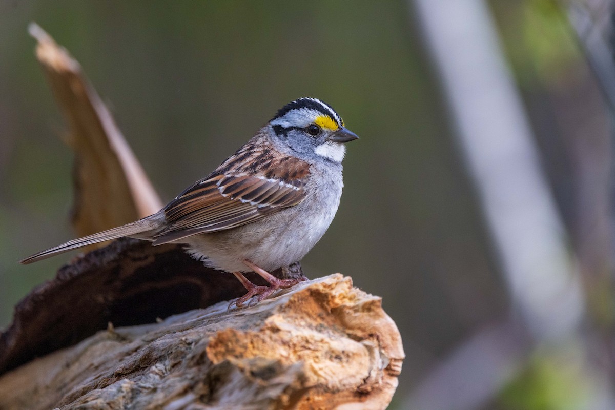 White-throated Sparrow - Bob Bowhay