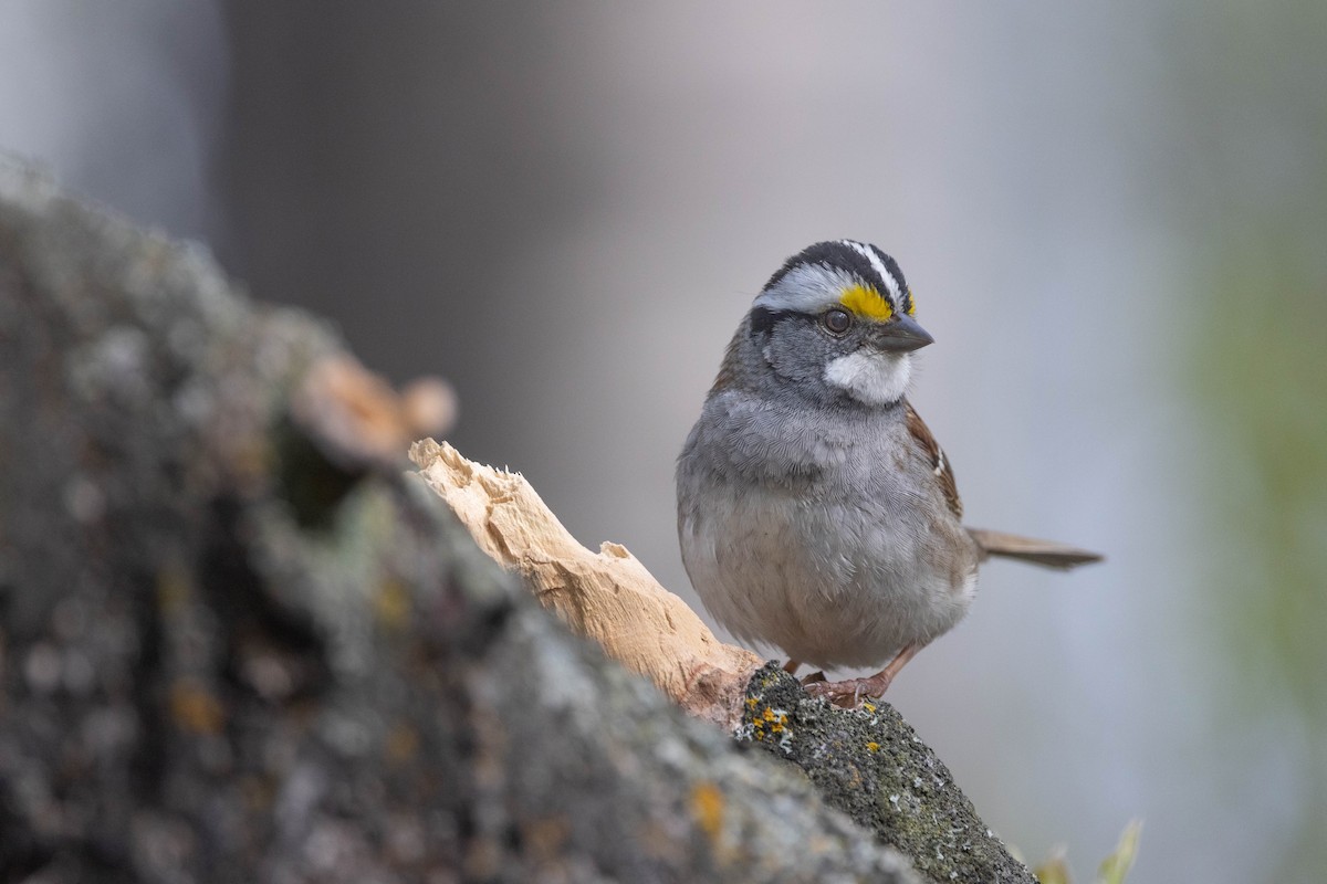 White-throated Sparrow - Bob Bowhay