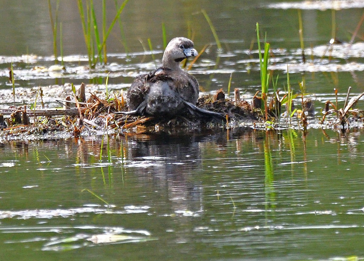 Pied-billed Grebe - Tom Long