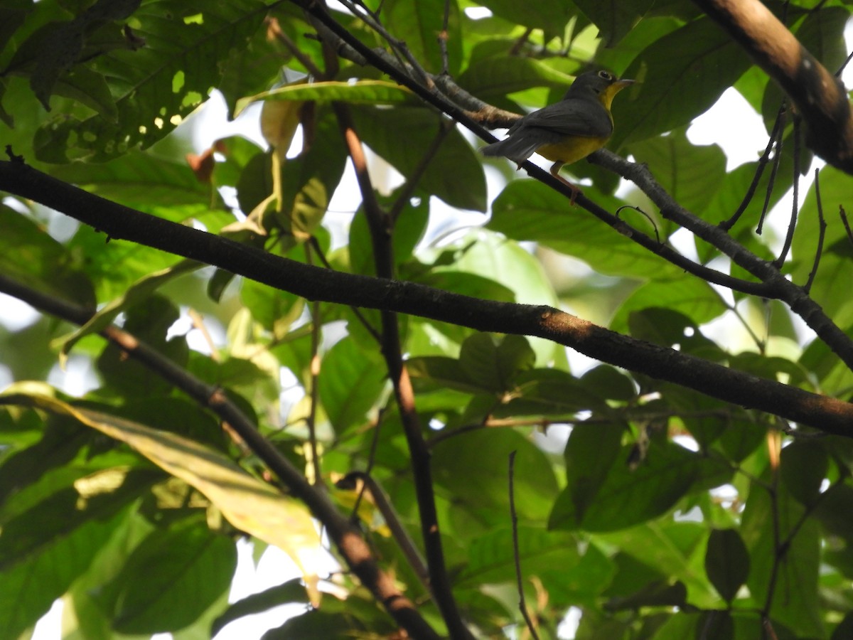 Canada Warbler - ML619417199