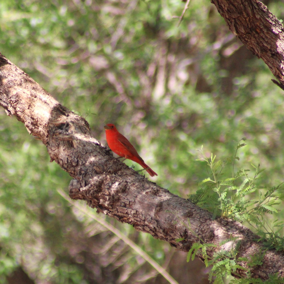 Summer Tanager - Marsha Painter