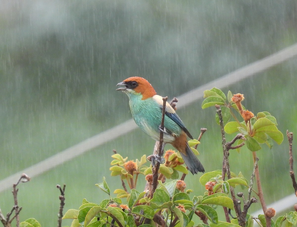 Black-backed Tanager - Rodrigo Quadros