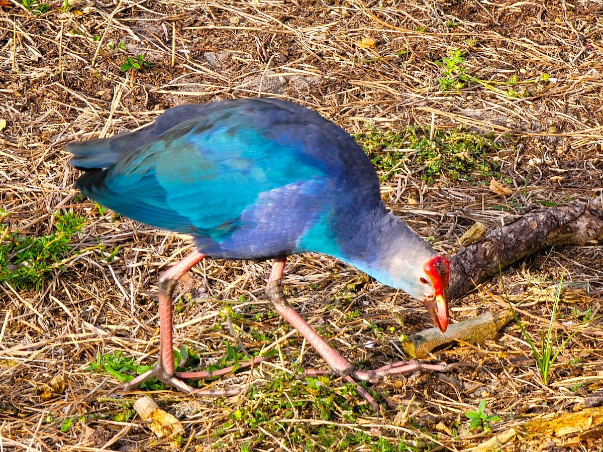 Gray-headed Swamphen - ami horowitz