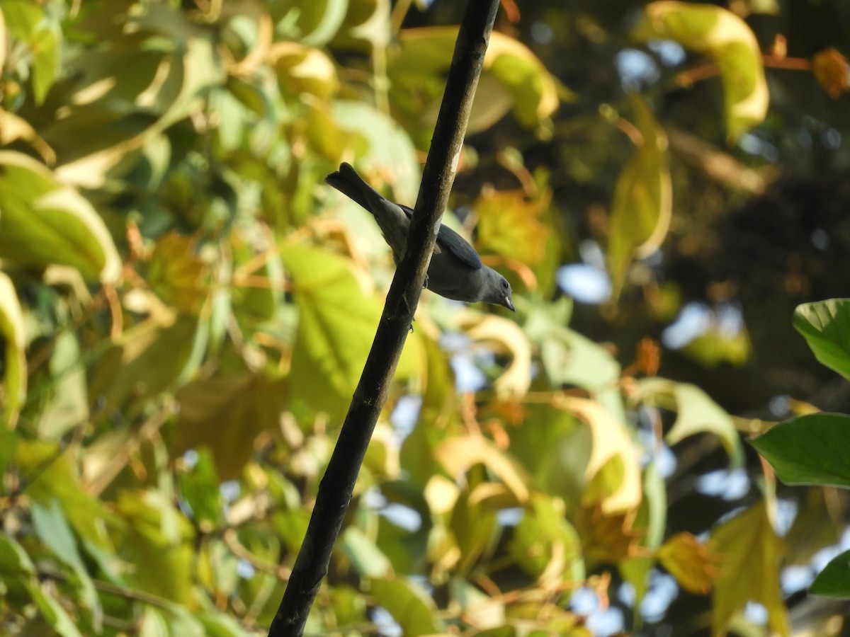 Blue-gray Tanager - ML619417229