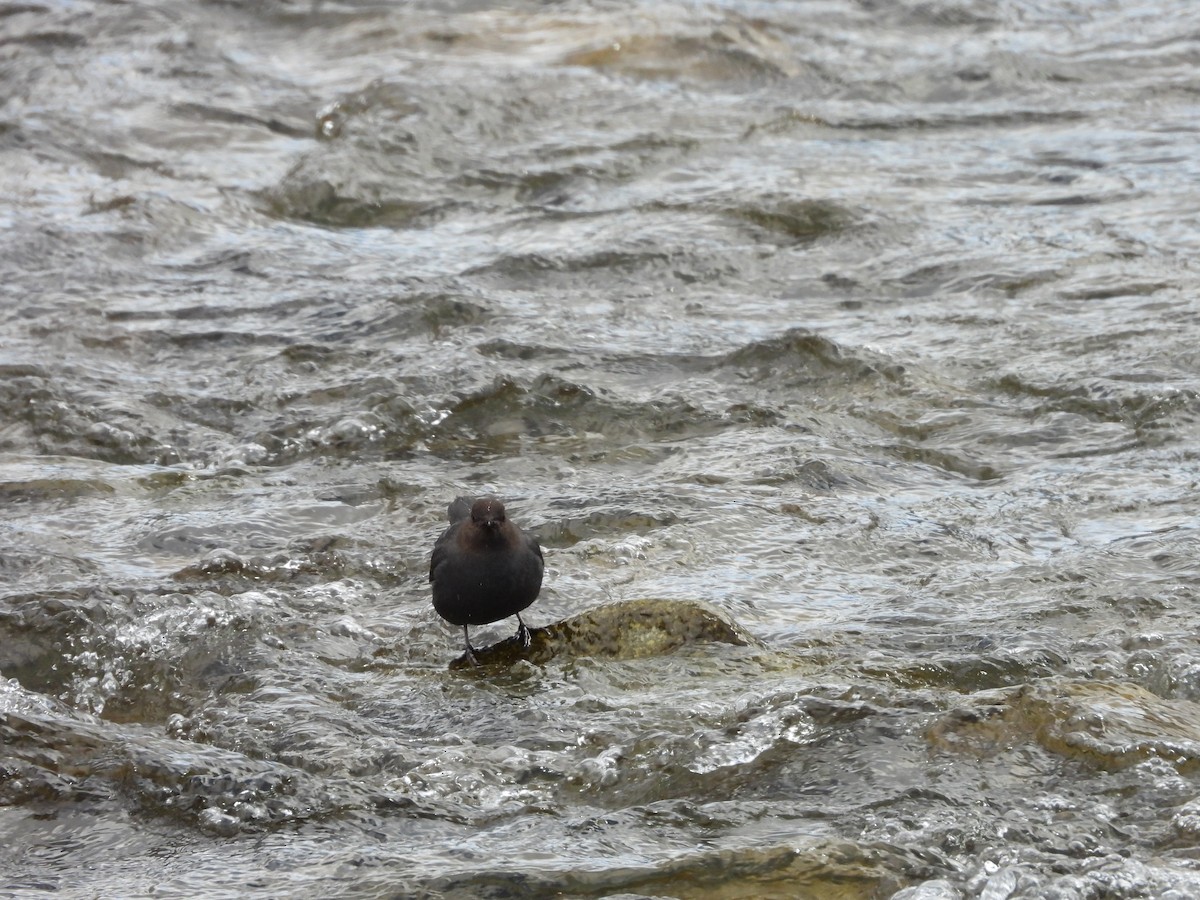 American Dipper - Maura Powers