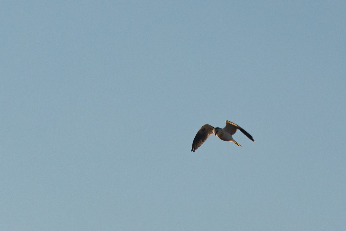 White-tailed Kite - Pedro Burgos Villaseca