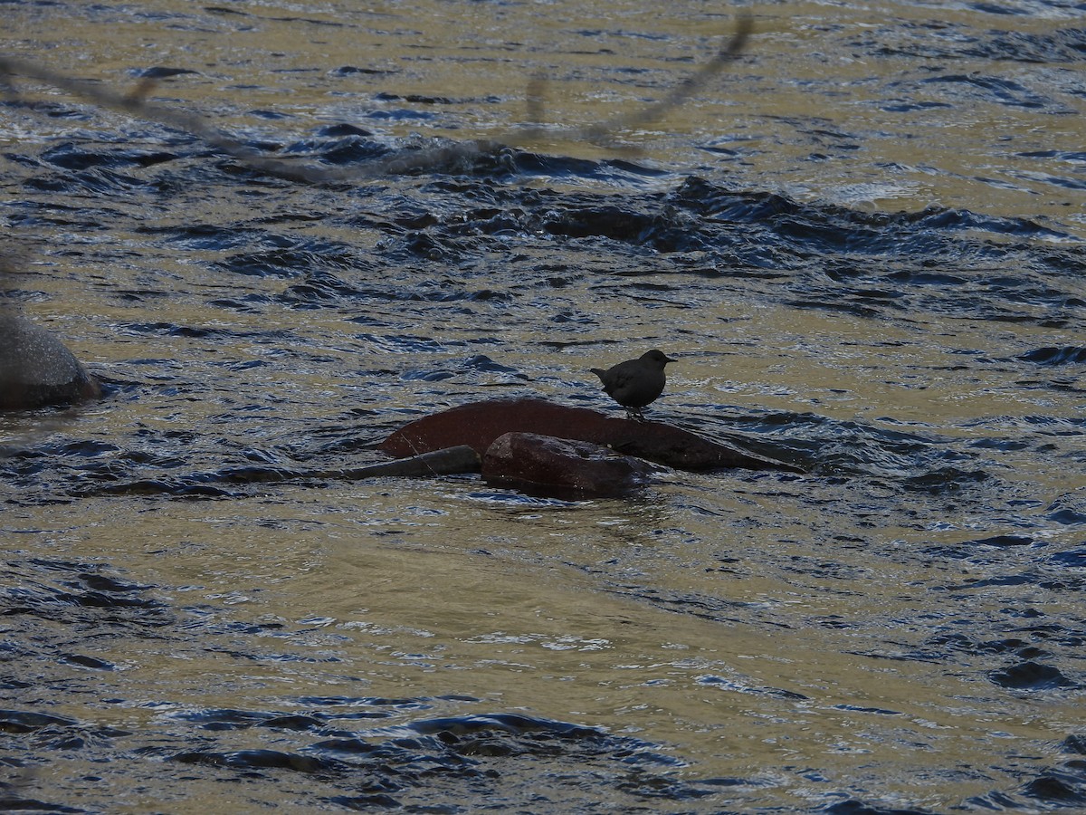 American Dipper - Maura Powers