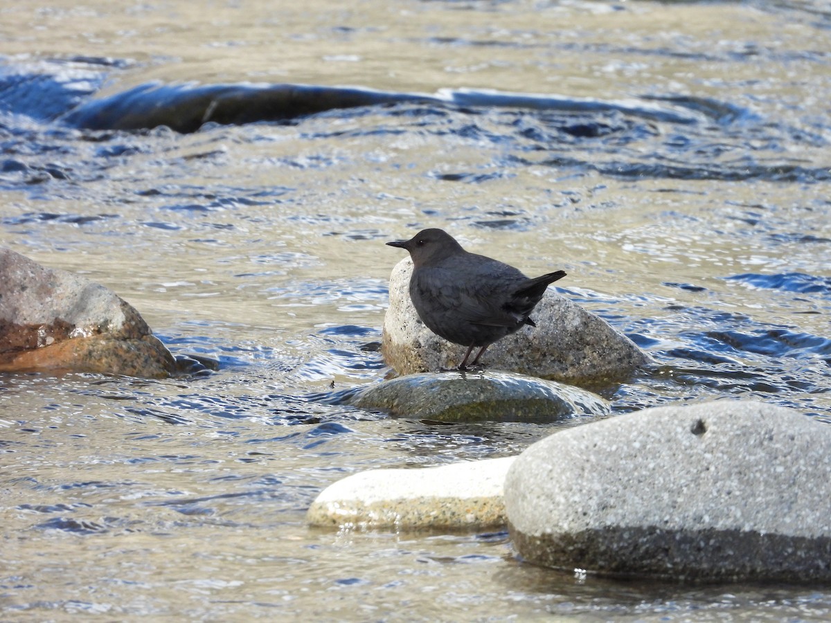 American Dipper - Maura Powers