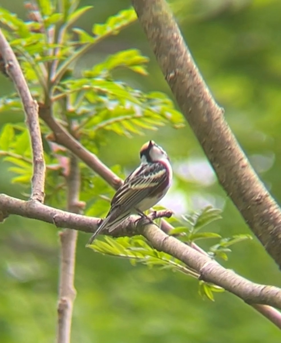 Chestnut-sided Warbler - Amelia Szosz