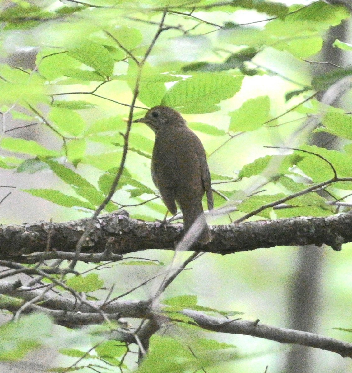 Gray-cheeked Thrush - Jim McDaniel