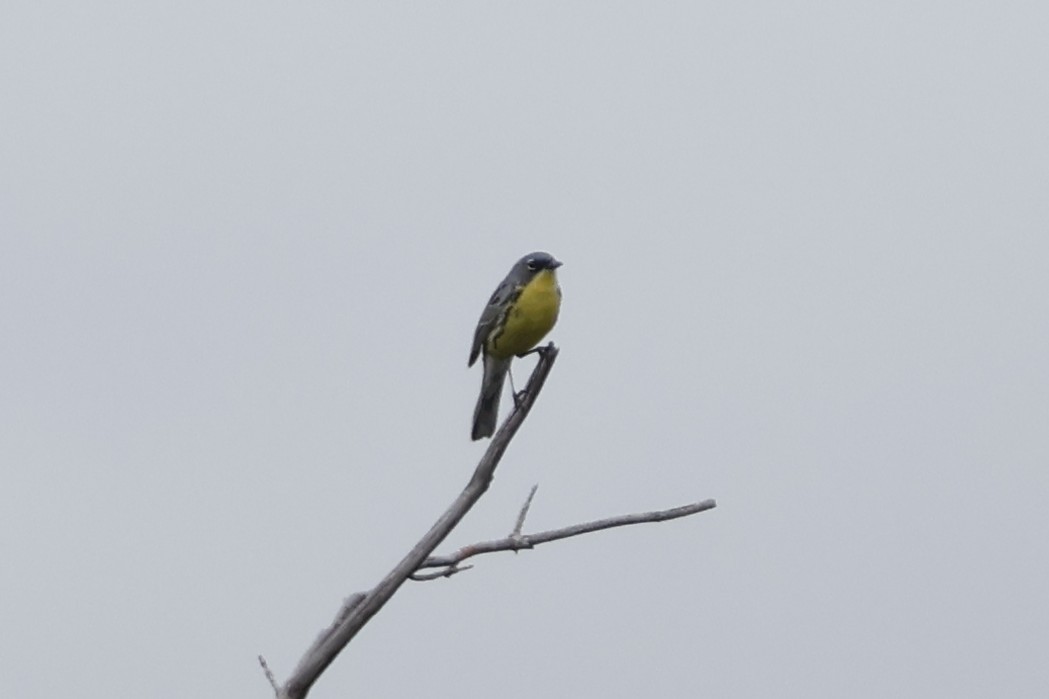 Kirtland's Warbler - Mathieu Soetens