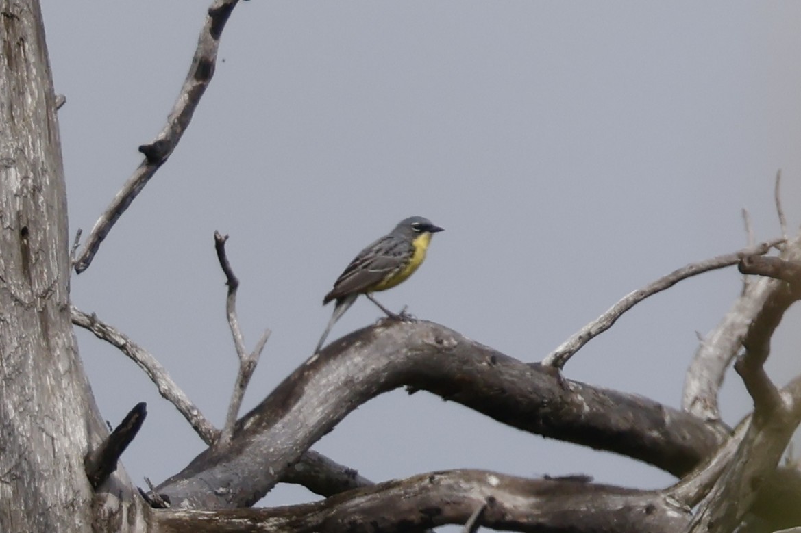 Kirtland's Warbler - Mathieu Soetens