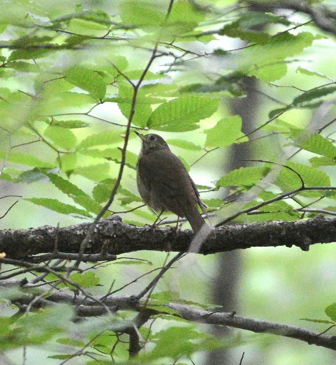 Gray-cheeked Thrush - Jim McDaniel