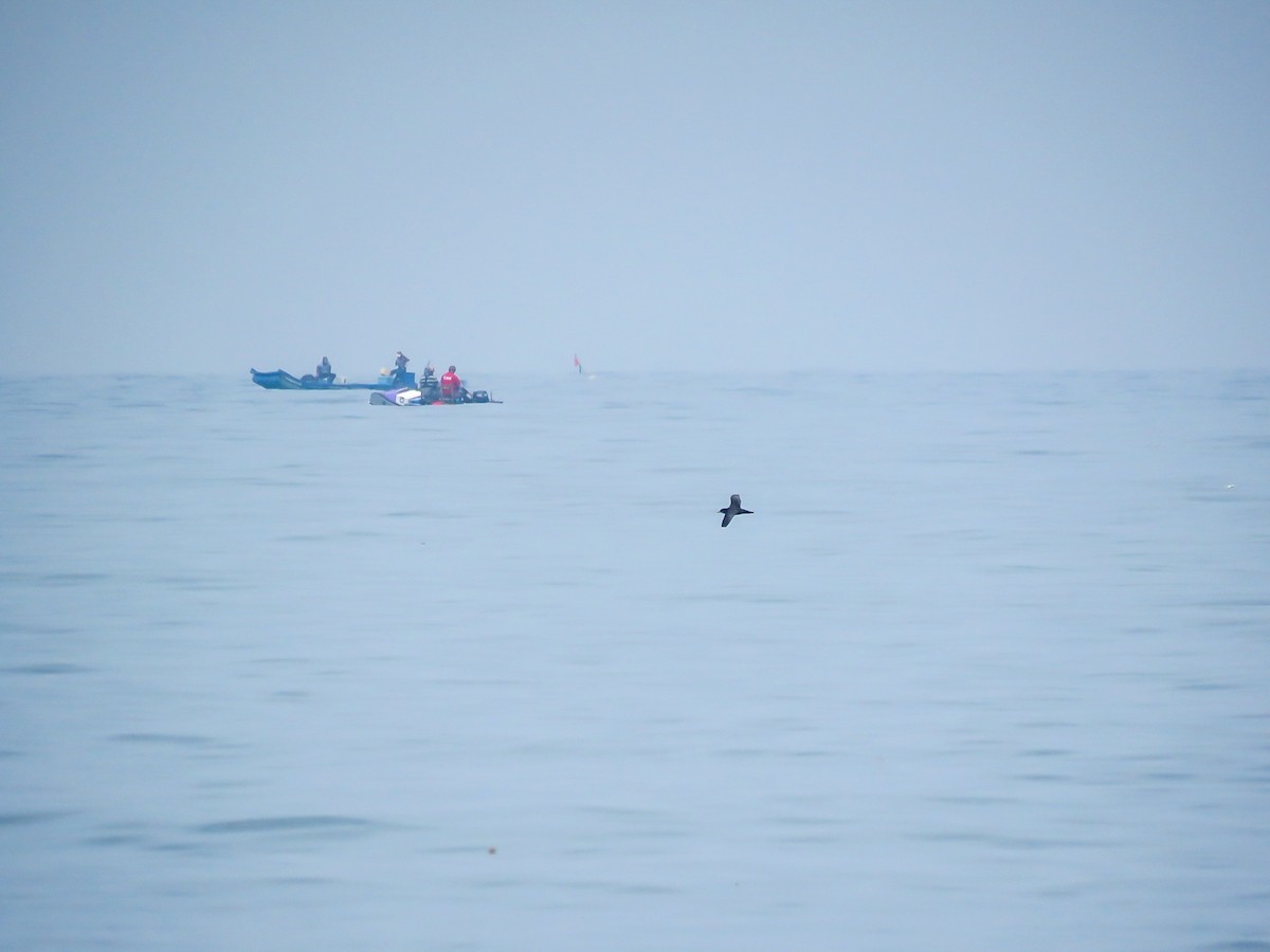 Short-tailed Shearwater - Falcon Cheng