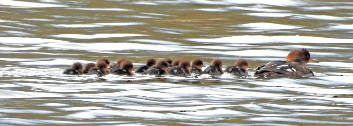 Hooded Merganser - Sharon Dewart-Hansen