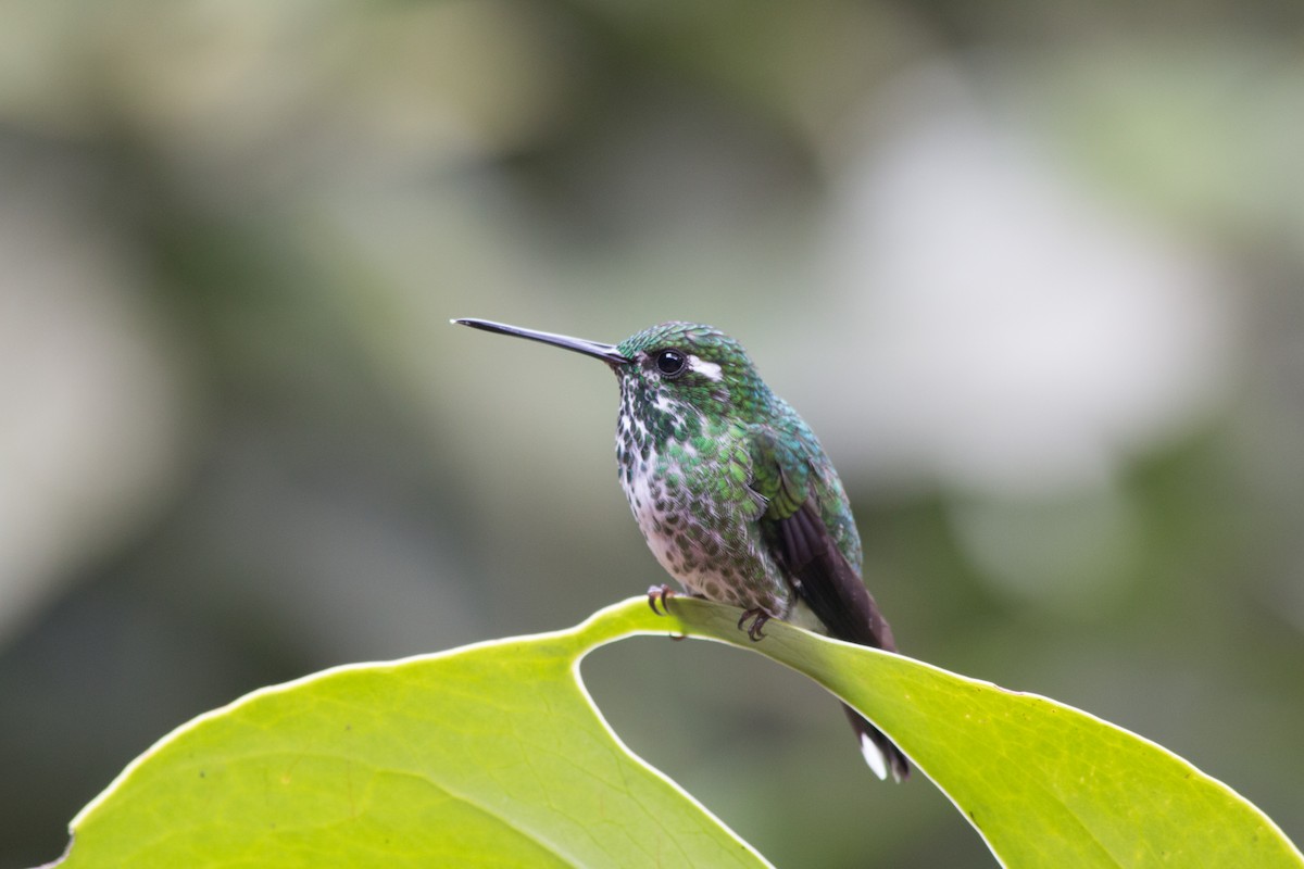 Colibrí Puntiblanco Occidental - ML619417307