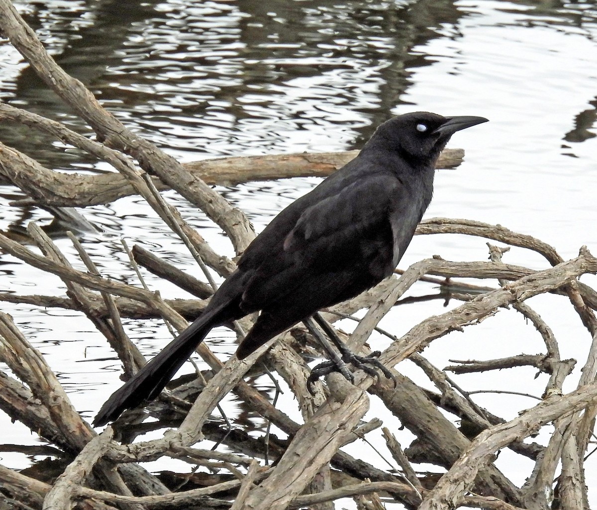 Great-tailed Grackle - Sharon Dewart-Hansen