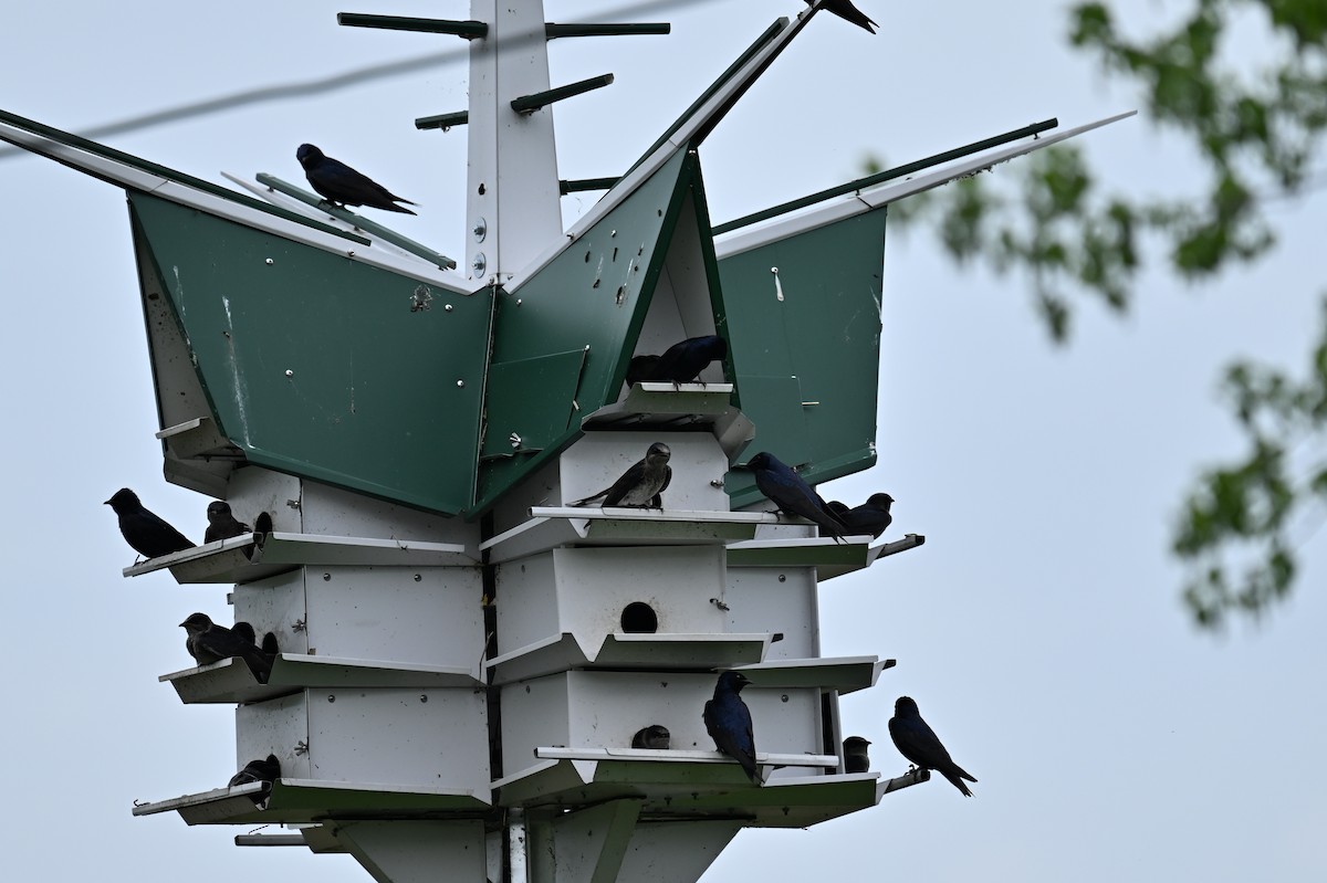 Purple Martin - france dallaire