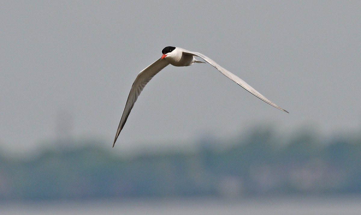 Common Tern - Tom Long