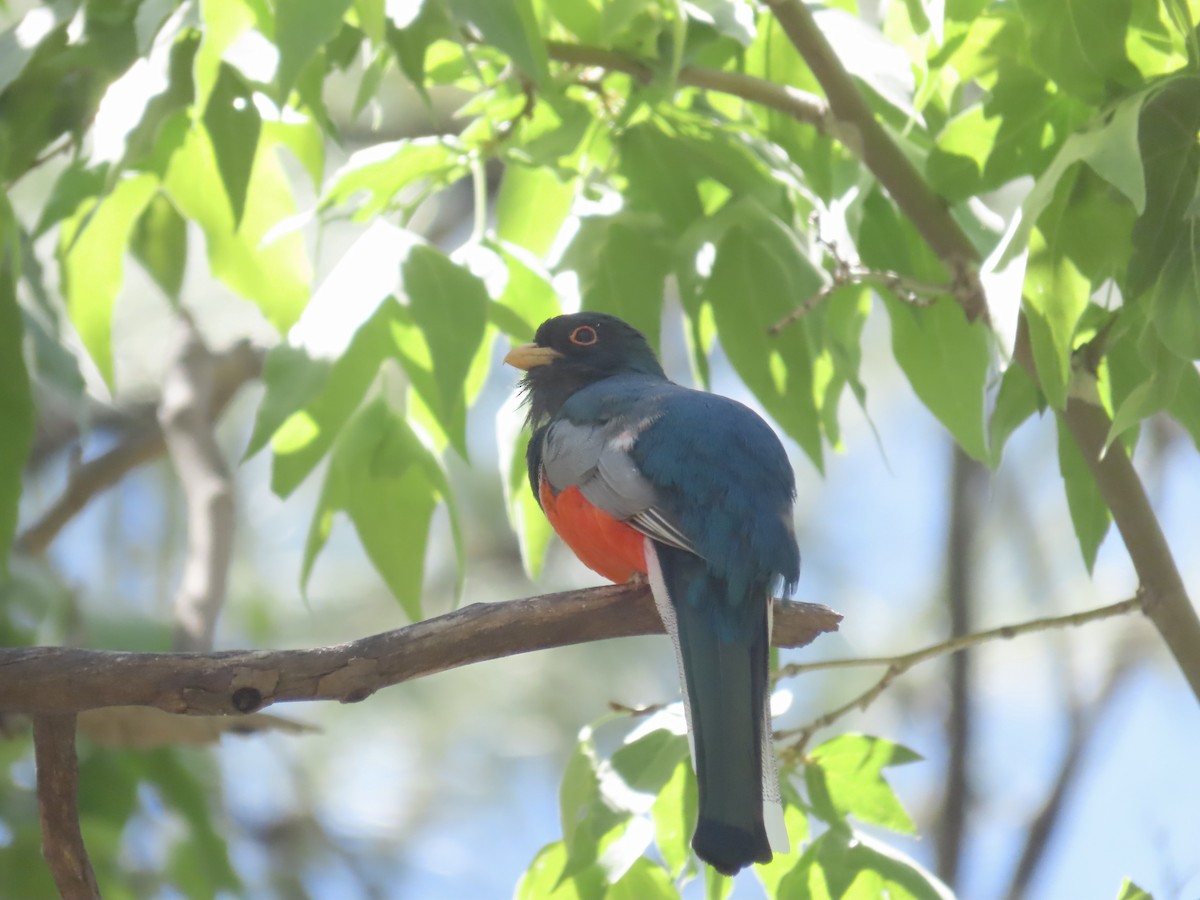 Elegant Trogon - Carol Comeau