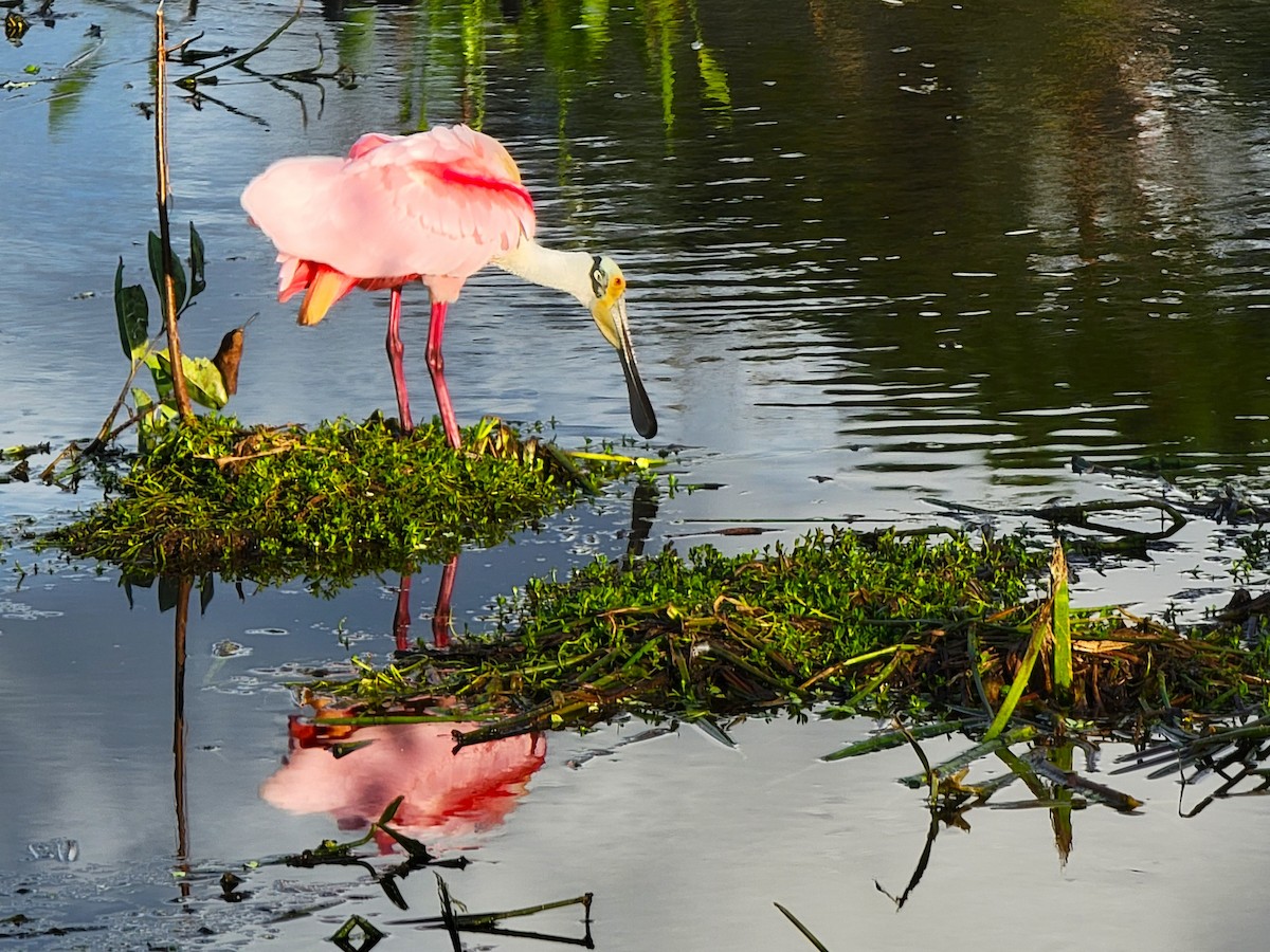 Roseate Spoonbill - ami horowitz