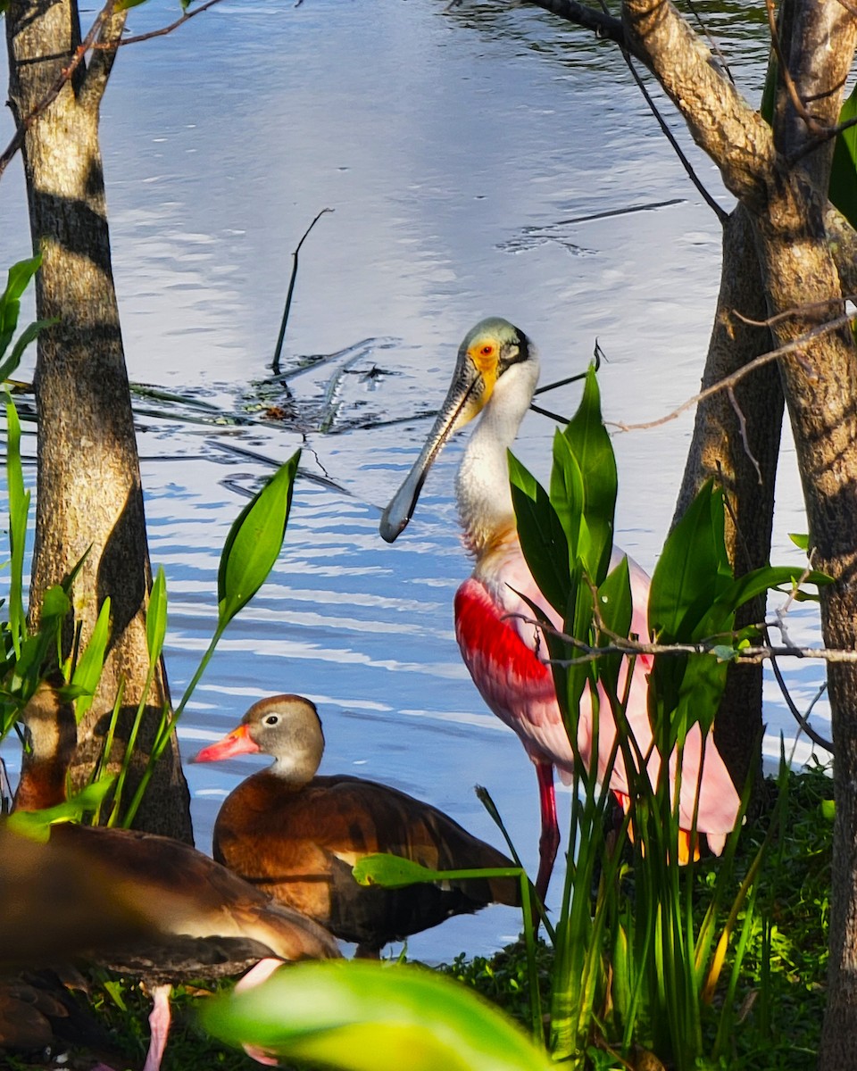 Roseate Spoonbill - ami horowitz