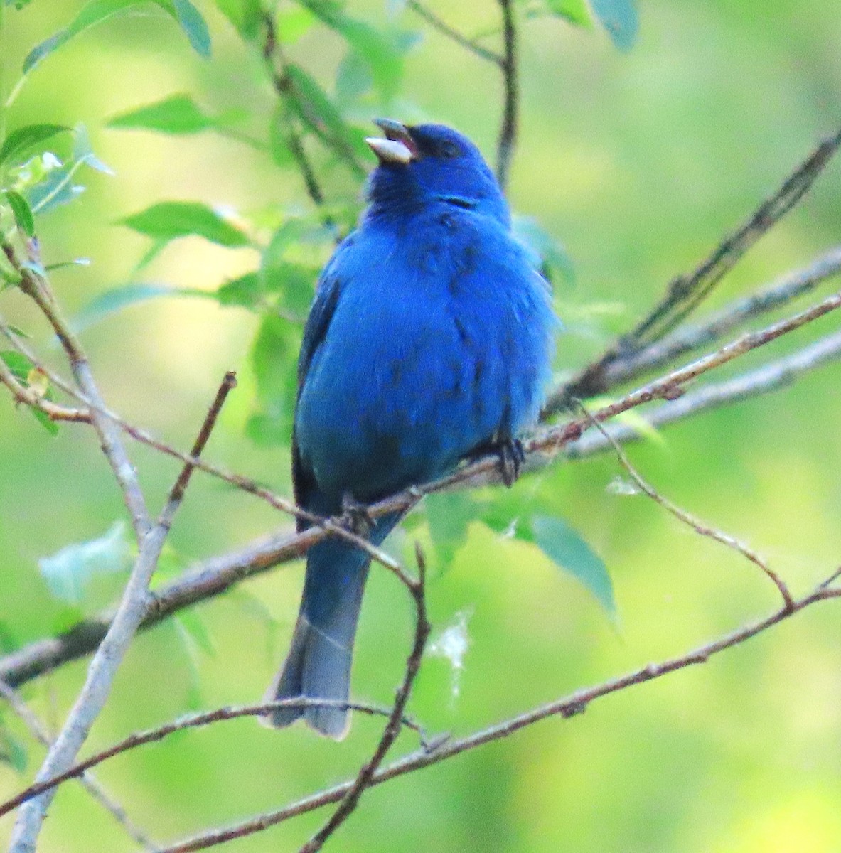 Indigo Bunting - Sandy Winkler