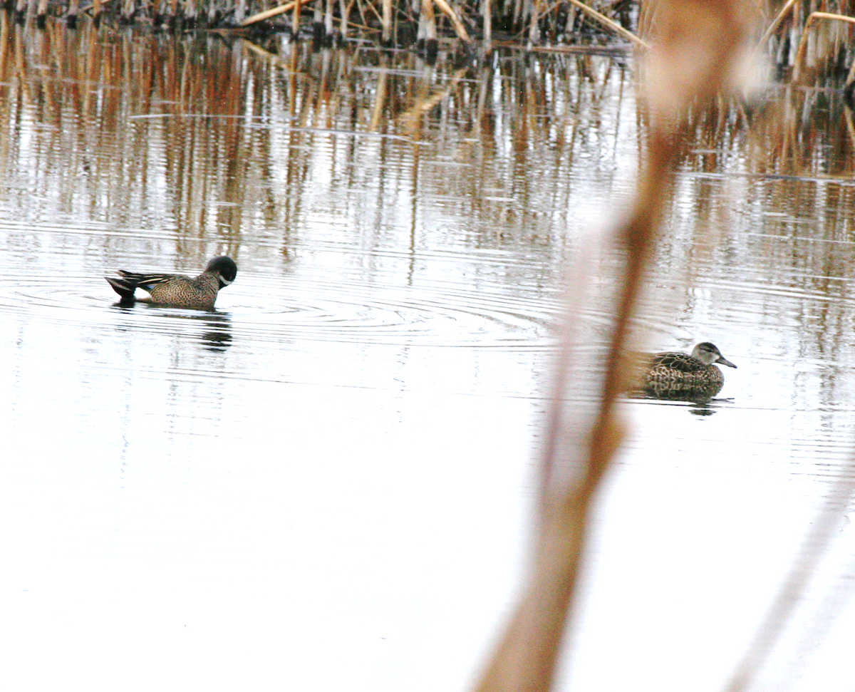 Blue-winged Teal - Muriel & Jennifer Mueller